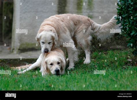 sex hund frau|Paarung beim Hund